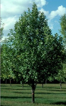 summer tree